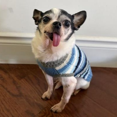 Pumba, a ADOPTABLE Chihuahua in Scarborough, ON image 5/6