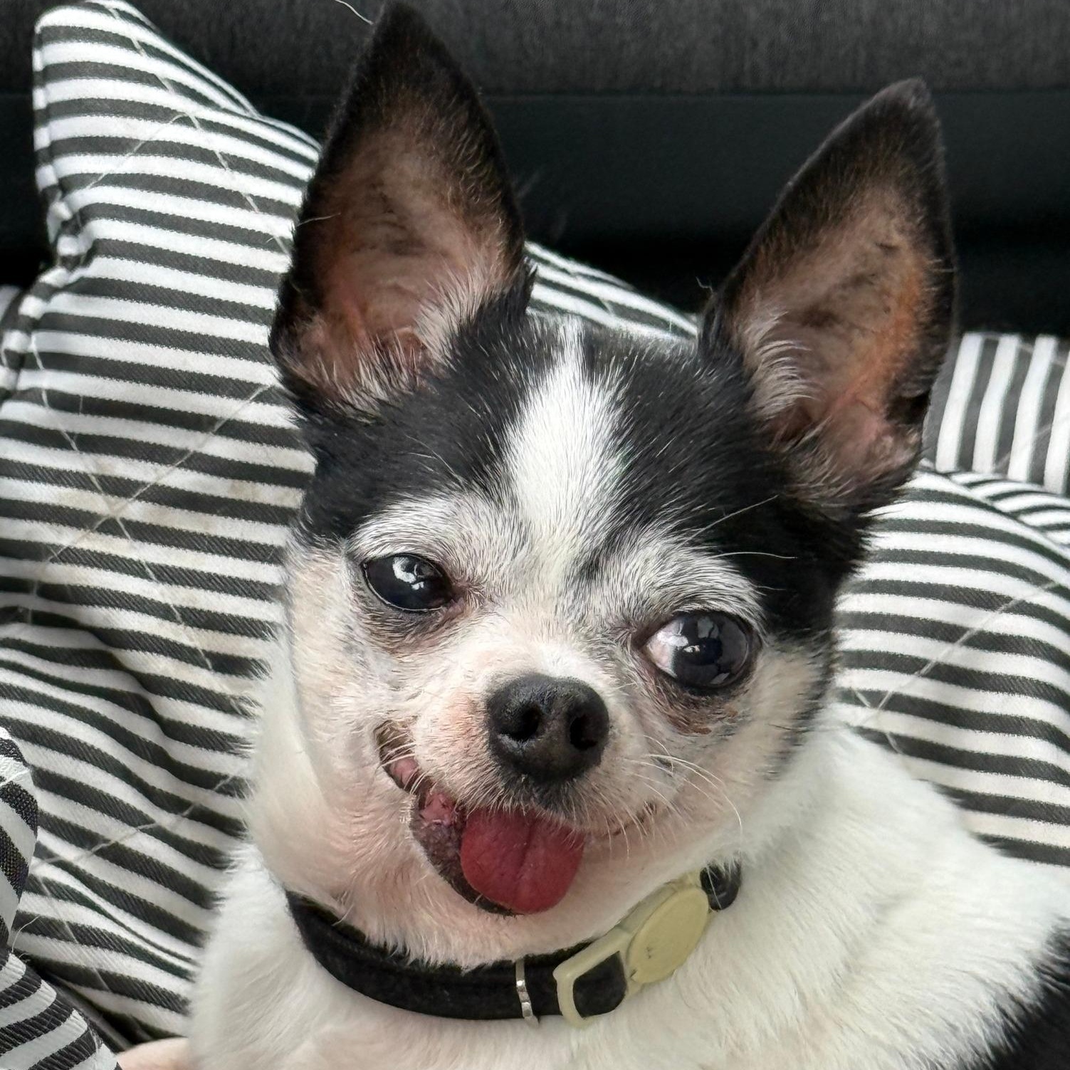 Pumba, a ADOPTABLE Chihuahua in Scarborough, ON image 2/6
