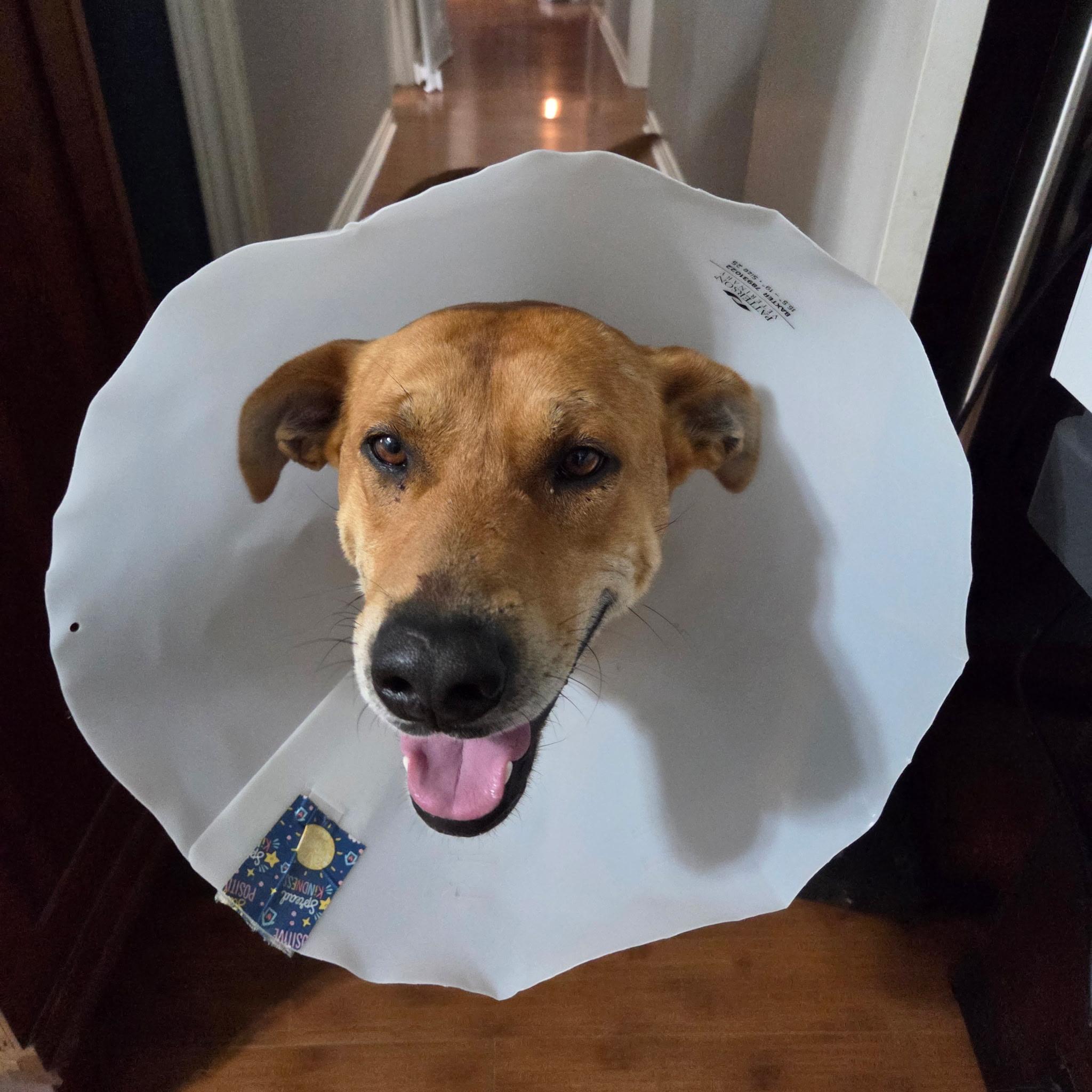Daddy, an adopted Mixed Breed in Falls Church, VA image 6/6