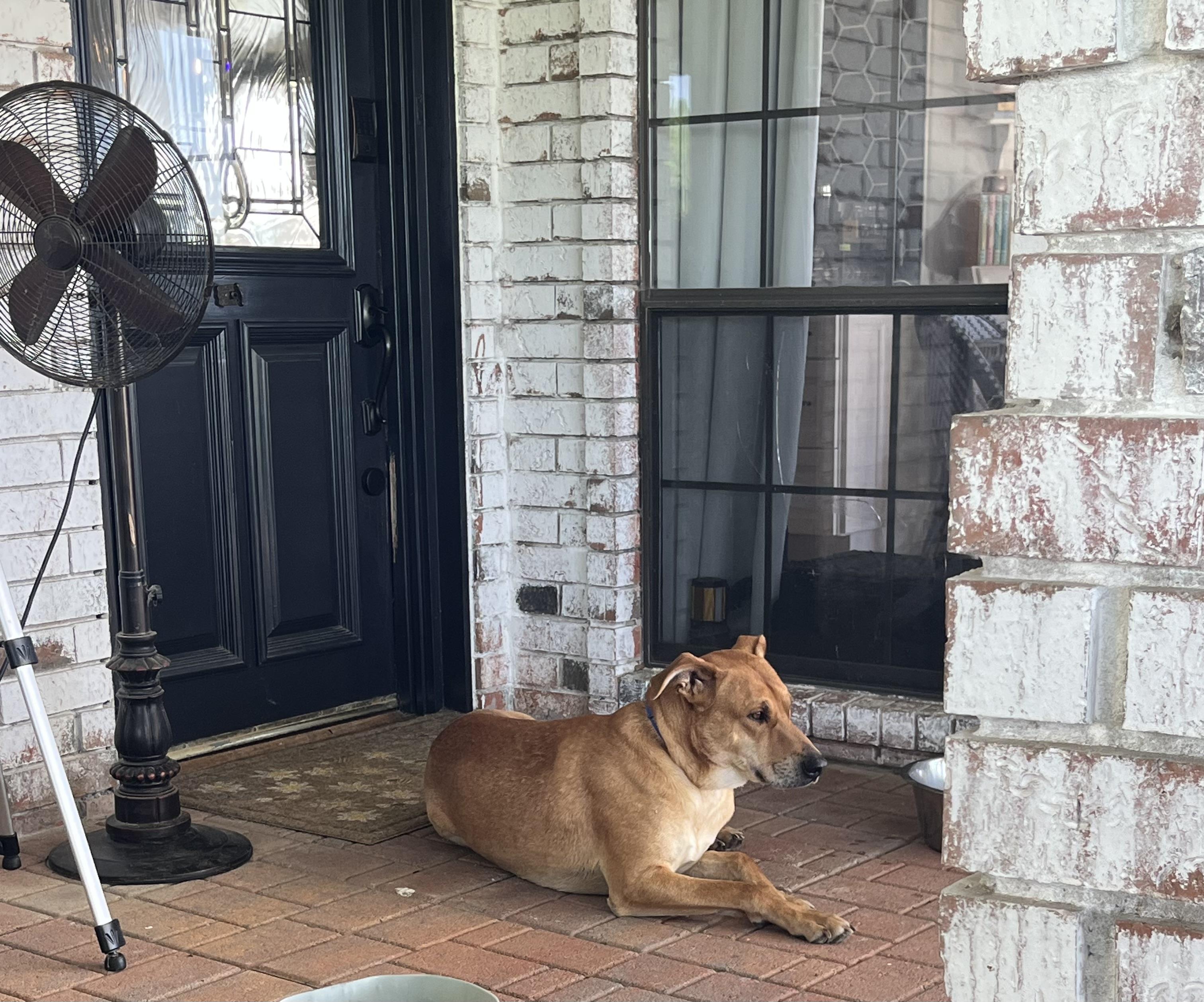 Daddy, an adopted Mixed Breed in Falls Church, VA image 4/6