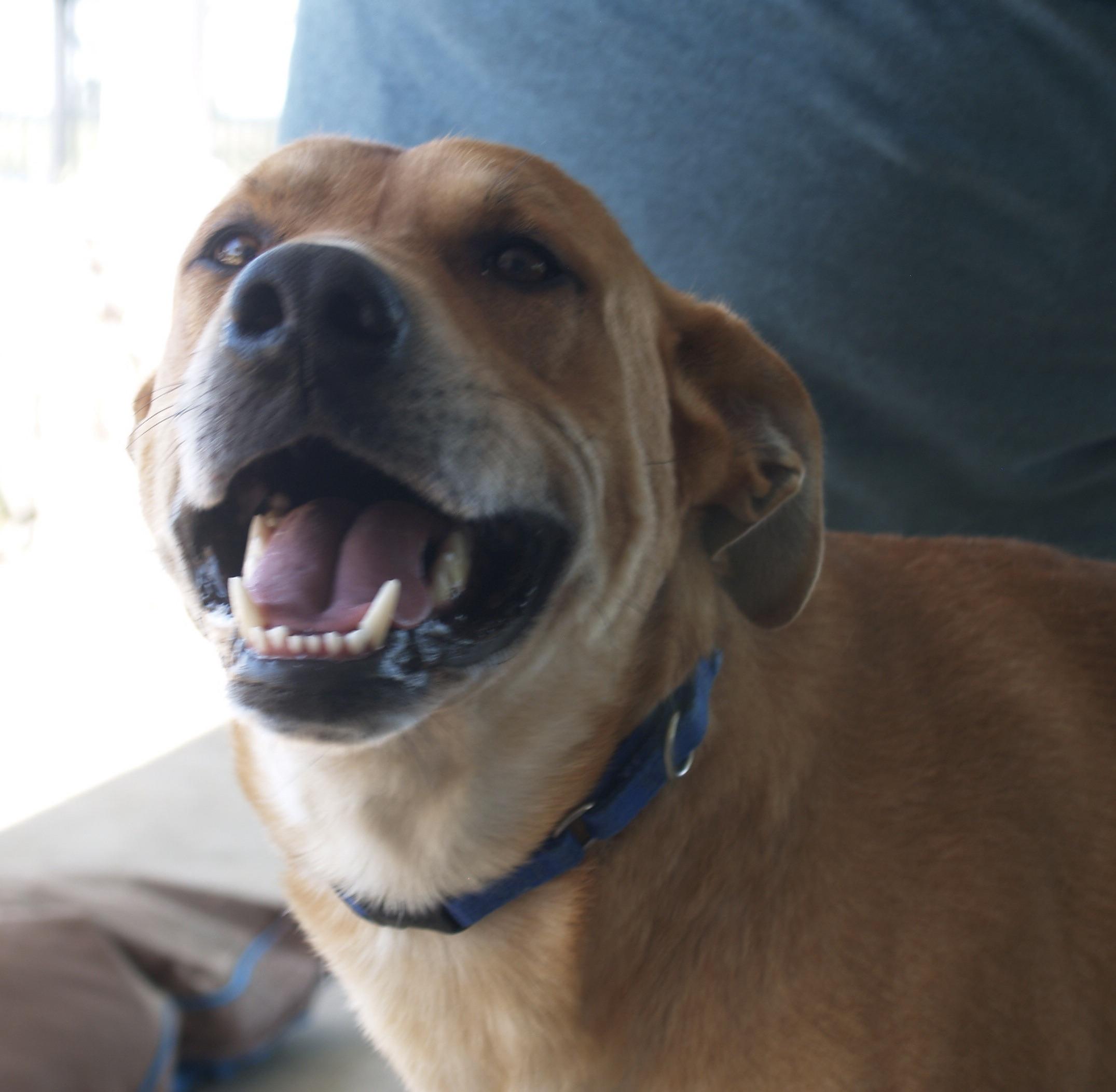 Daddy, adopted, Young Male Mixed Breed.
