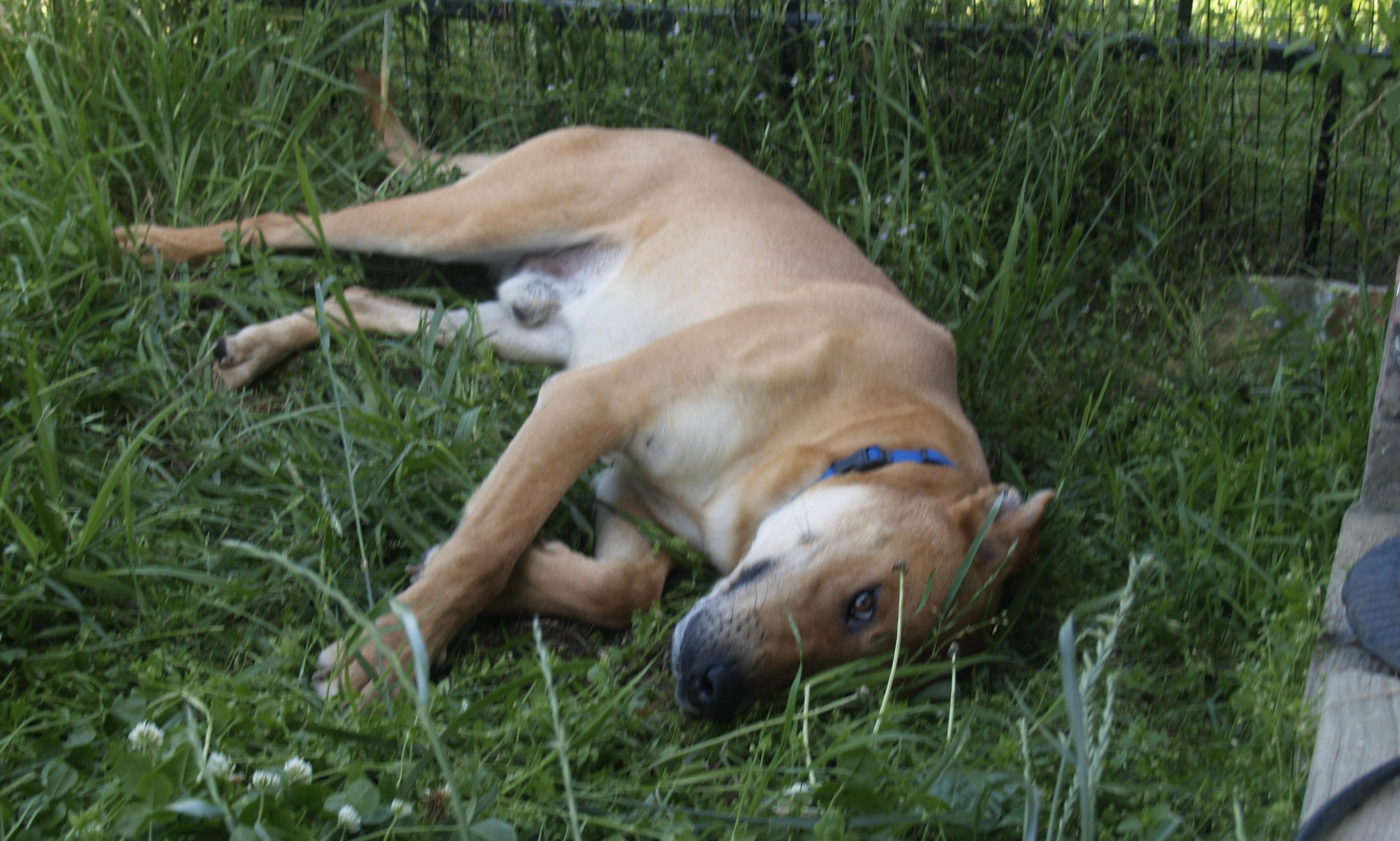 Daddy, an adopted Mixed Breed in Falls Church, VA image 2/6