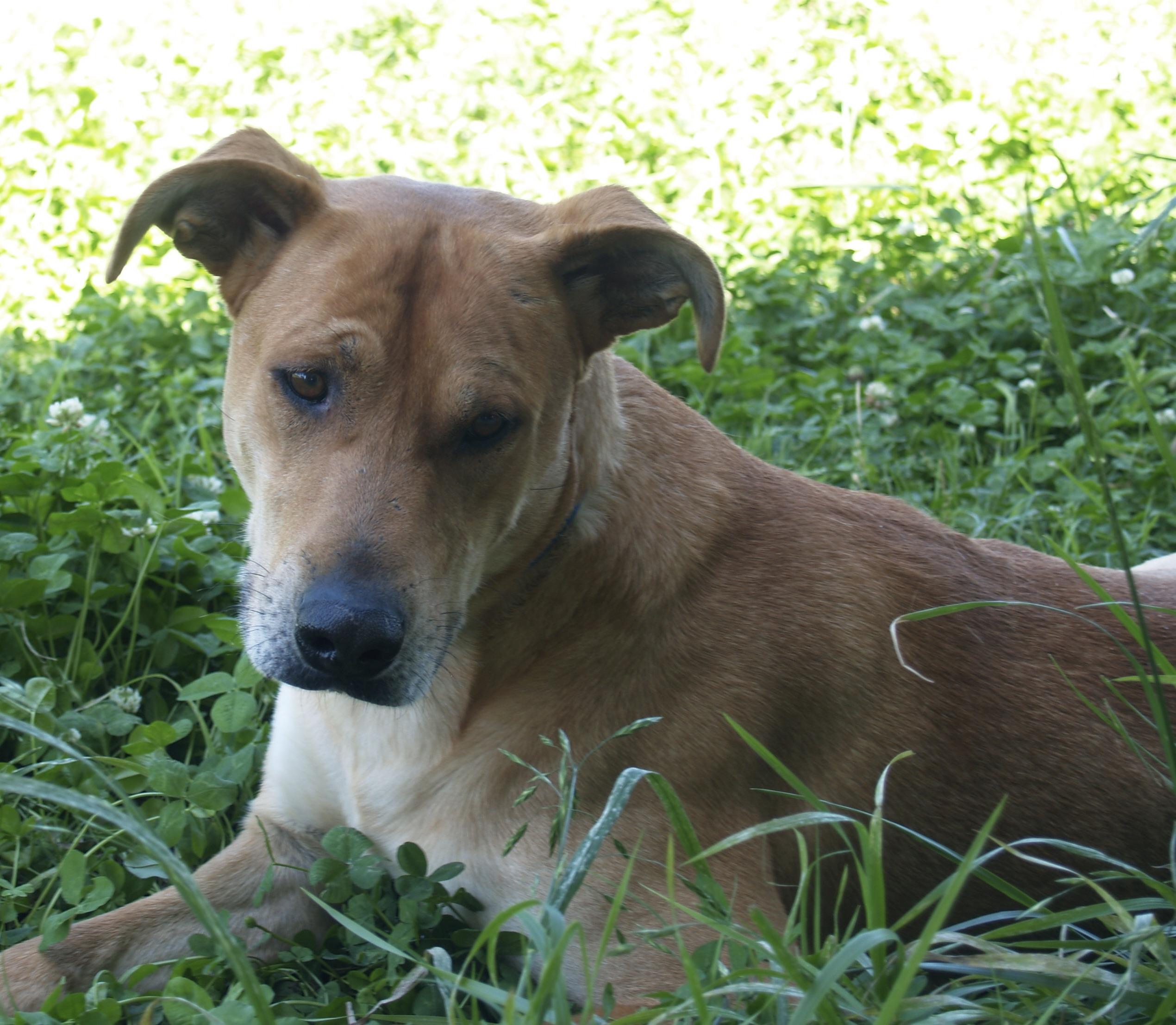 Daddy, an adopted Mixed Breed in Falls Church, VA image 5/6