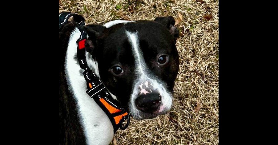 Milo Lancaster-4008 Cosby, TN, a Adoptable mixed breed in Maryville, TN image 1/4