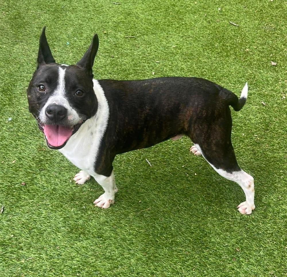 Enlarge Milo Lancaster-4724-Cochran, GA, a Adoptable mixed breed in Maryville, TN image 2/4