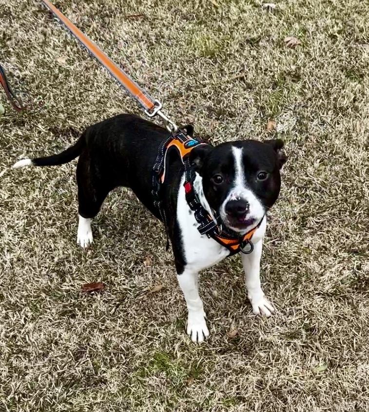 Milo Lancaster-4008 Cosby, TN, a Adoptable mixed breed in Maryville, TN image 2/4