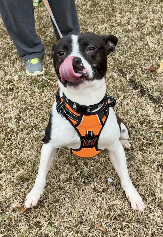 Milo Lancaster-4008 Cosby, TN, a Adoptable mixed breed in Maryville, TN image 3/4
