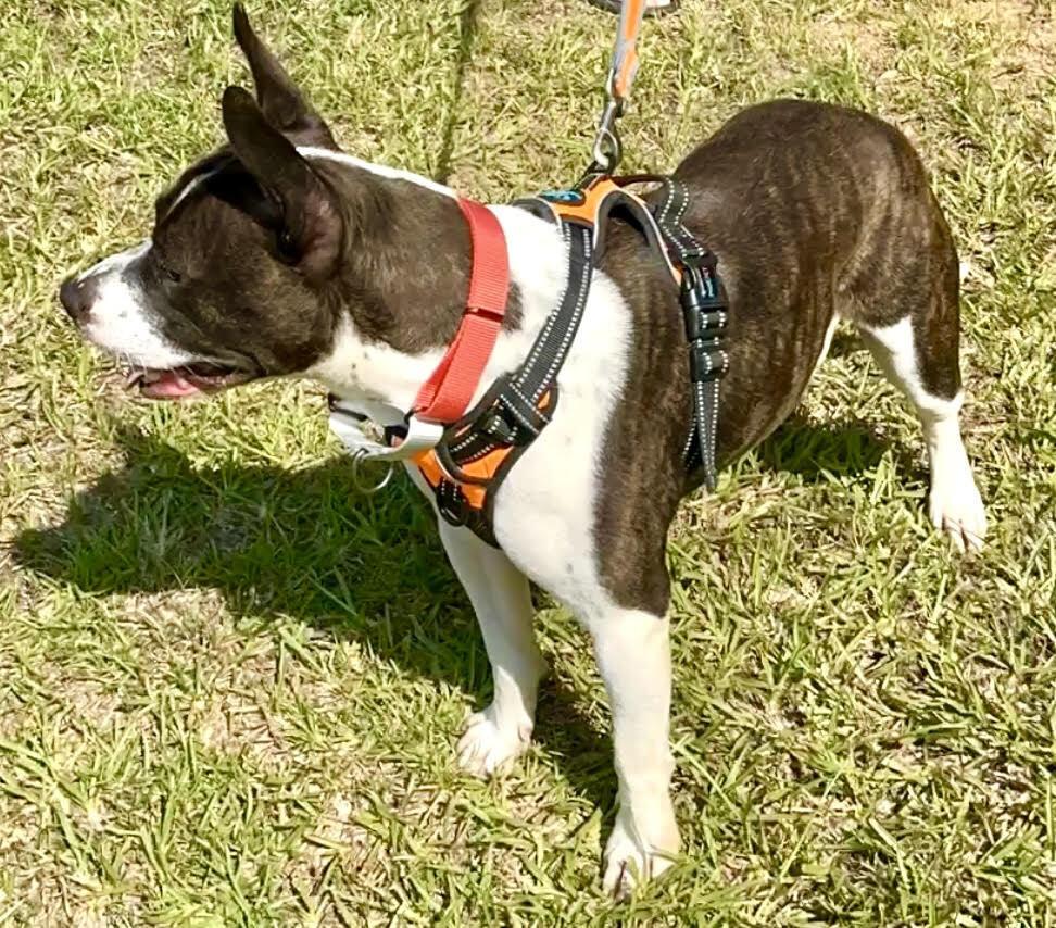 Milo Lancaster-4008 Cosby, TN, a Adoptable mixed breed in Maryville, TN image 4/4