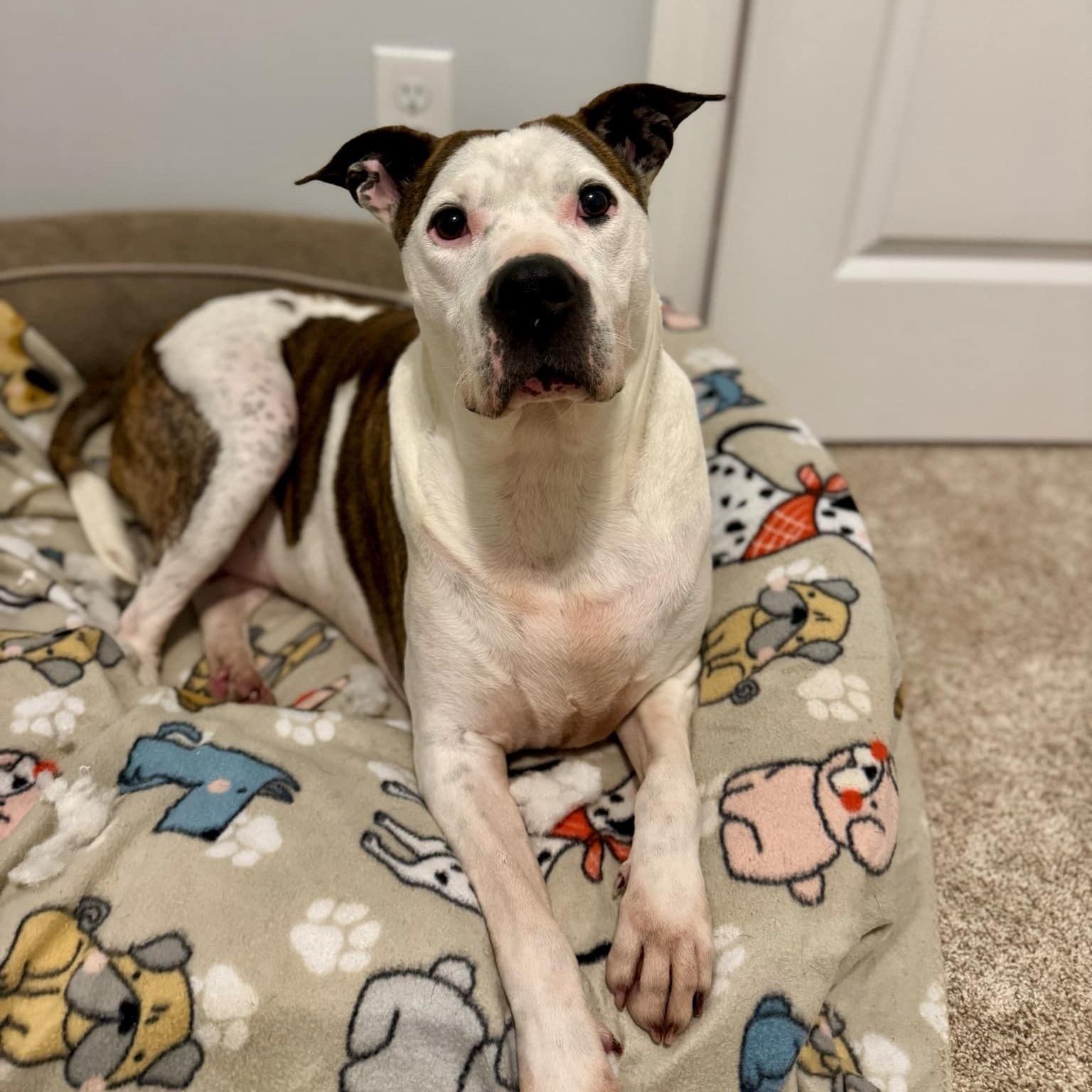 Cash 1 - 7 yo senior