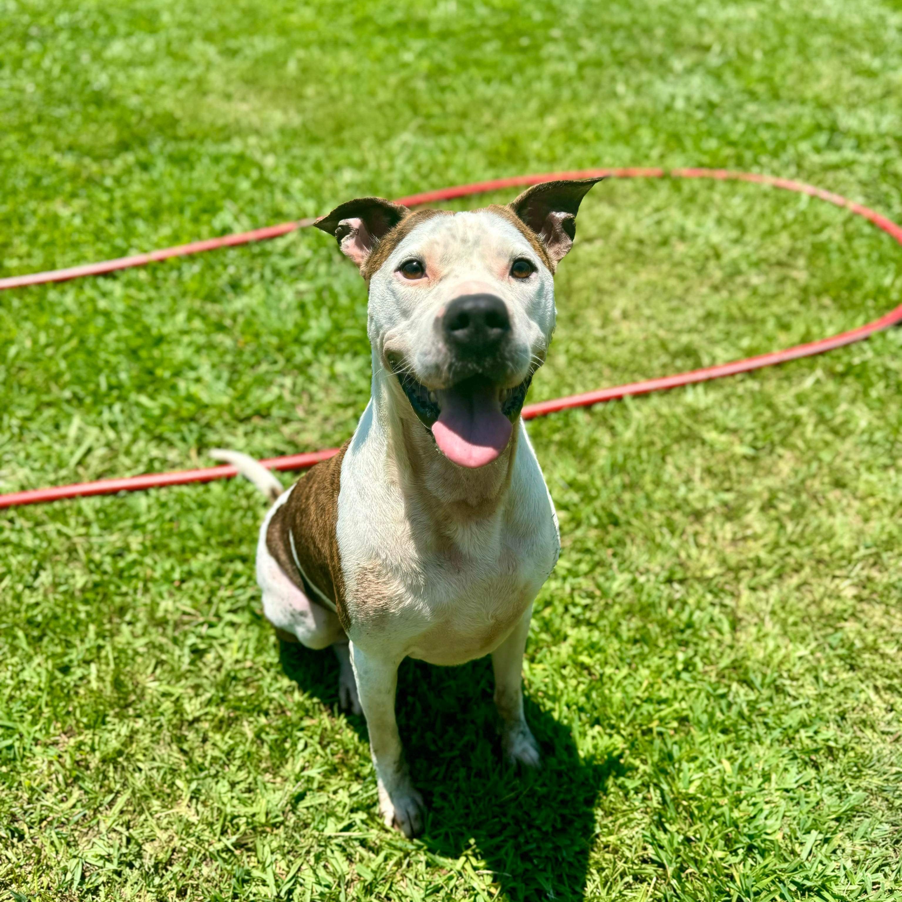 Cash 1 - 7 yo senior, an adoptable Mixed Breed in Myrtle Beach, SC image 4/6