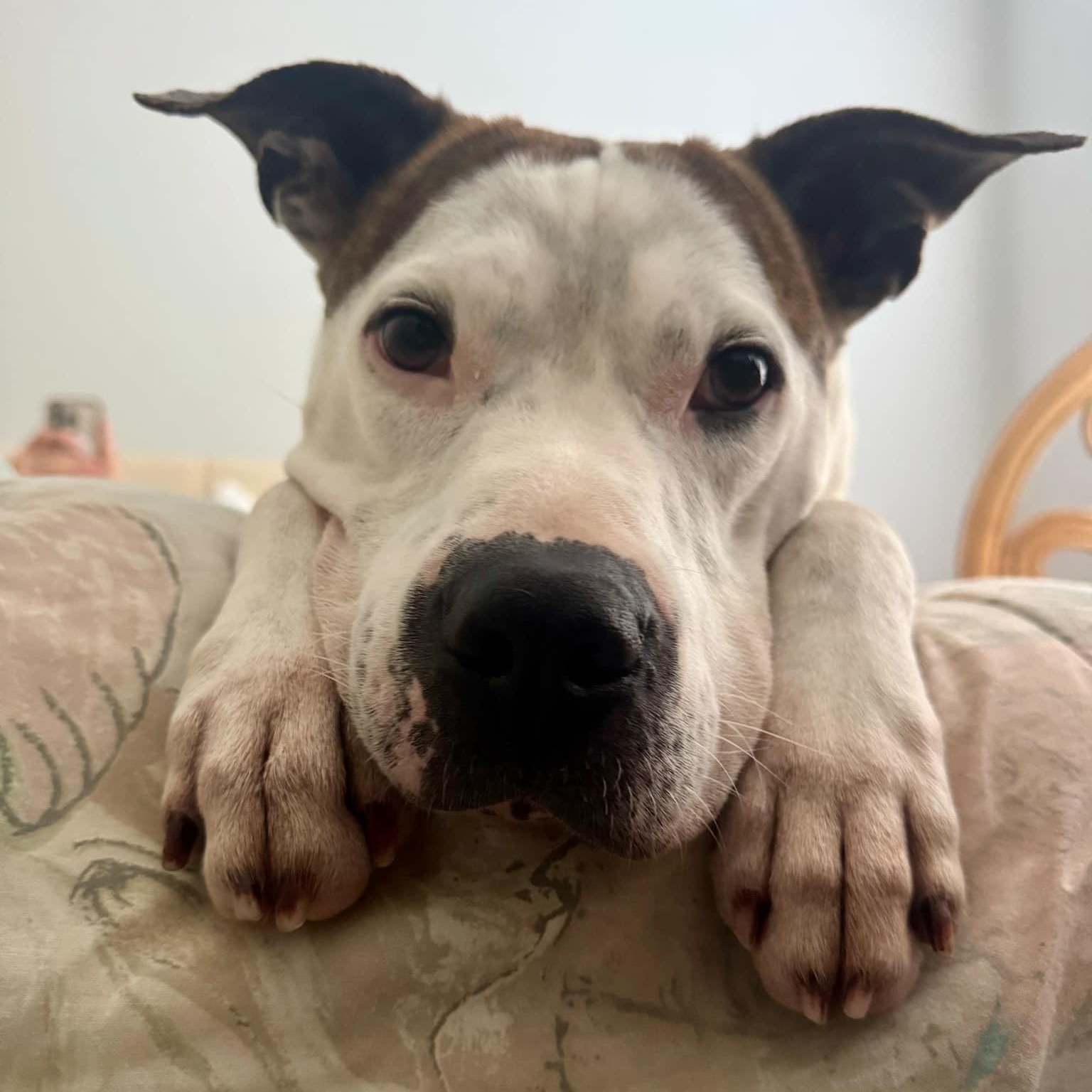 Cash 1 - 7 yo senior, an adoptable Mixed Breed in Myrtle Beach, SC image 3/6