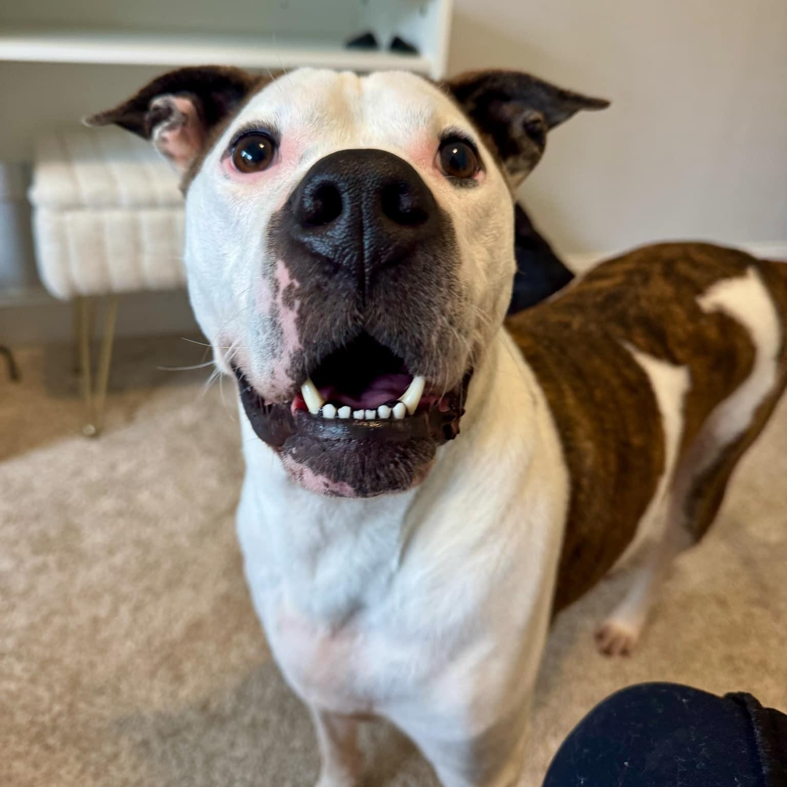 Cash 1 - 7 yo senior, an adoptable Mixed Breed in Myrtle Beach, SC image 2/6