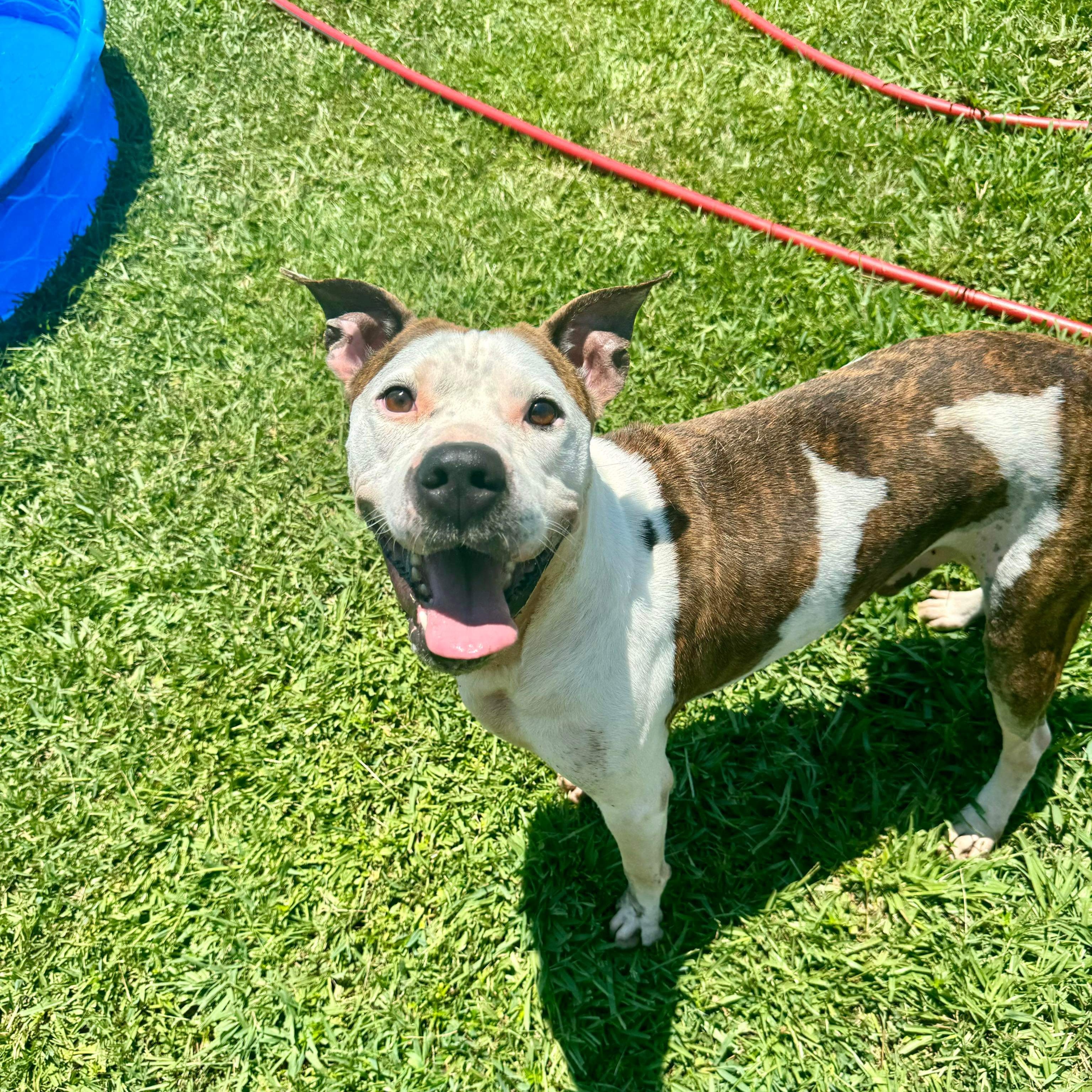 Cash 1 - 7 yo senior, an adoptable Mixed Breed in Myrtle Beach, SC image 5/6