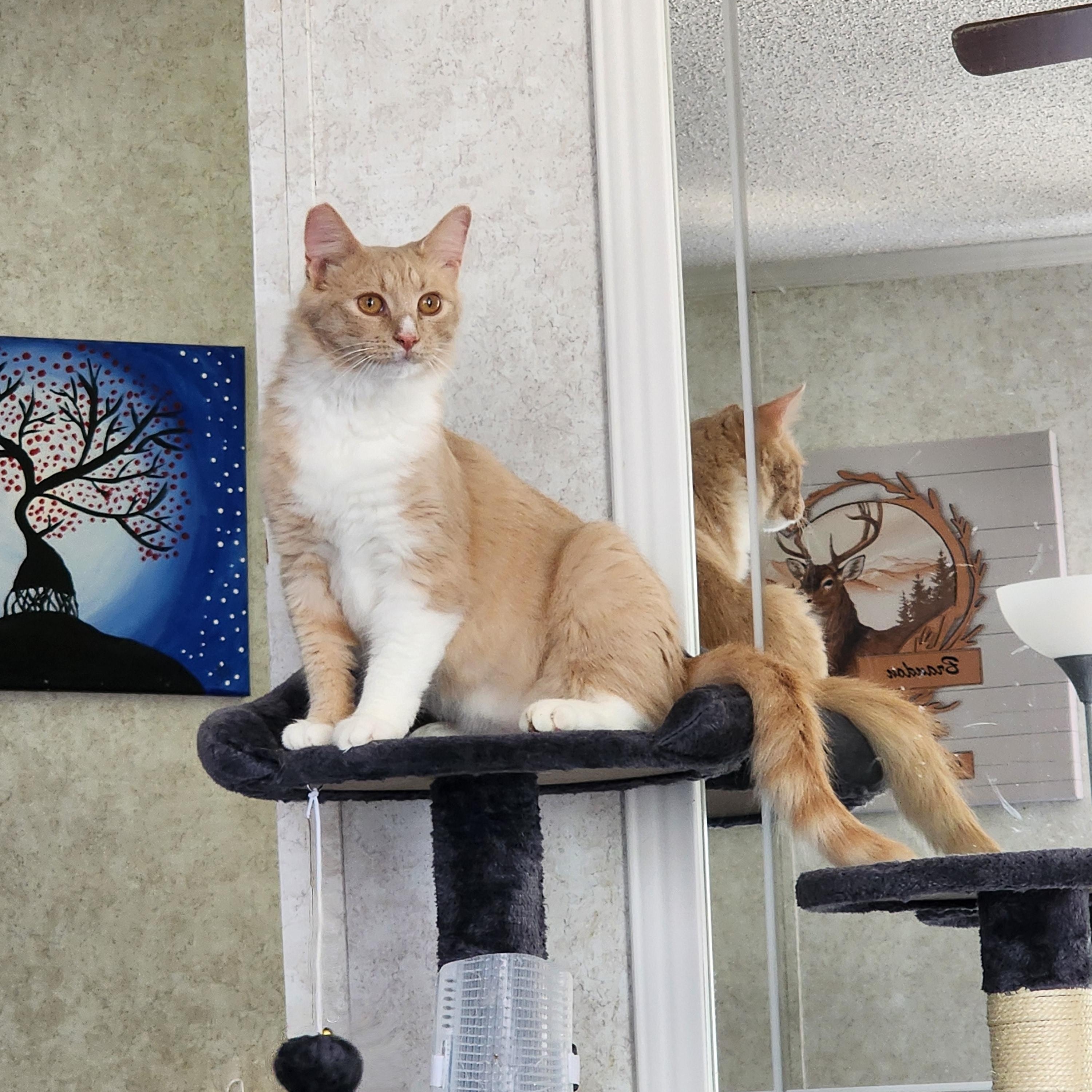 Bashful, a Adoptable Domestic Medium Hair in Hickory, NC image 2/4