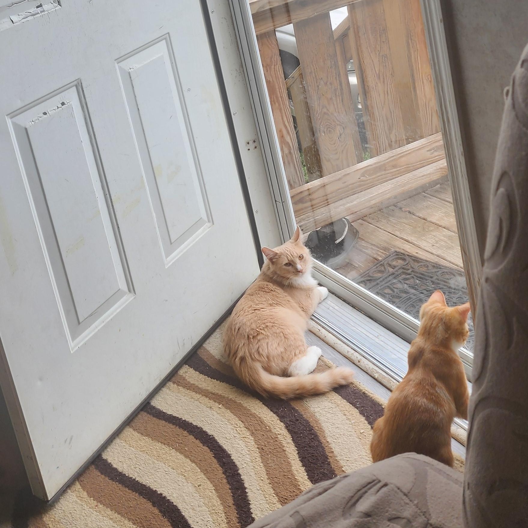 Bashful, Adoptable, Adult Male Domestic Medium Hair.