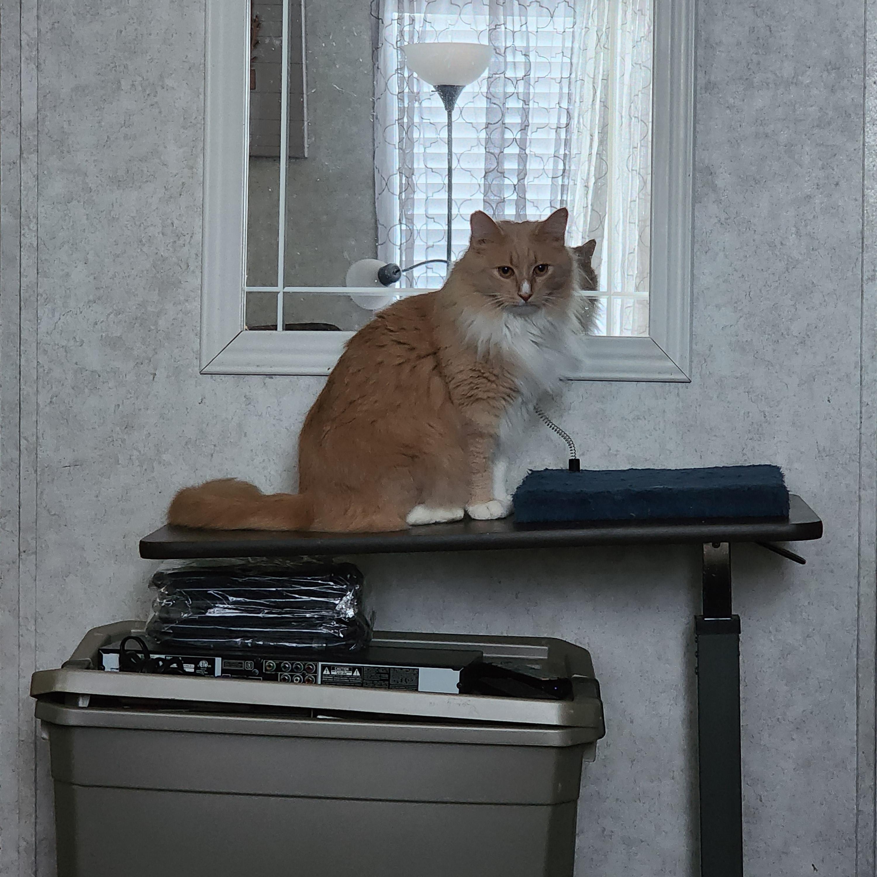 Enlarge Bashy, a Adoptable Domestic Medium Hair in Hickory, NC image 1/5