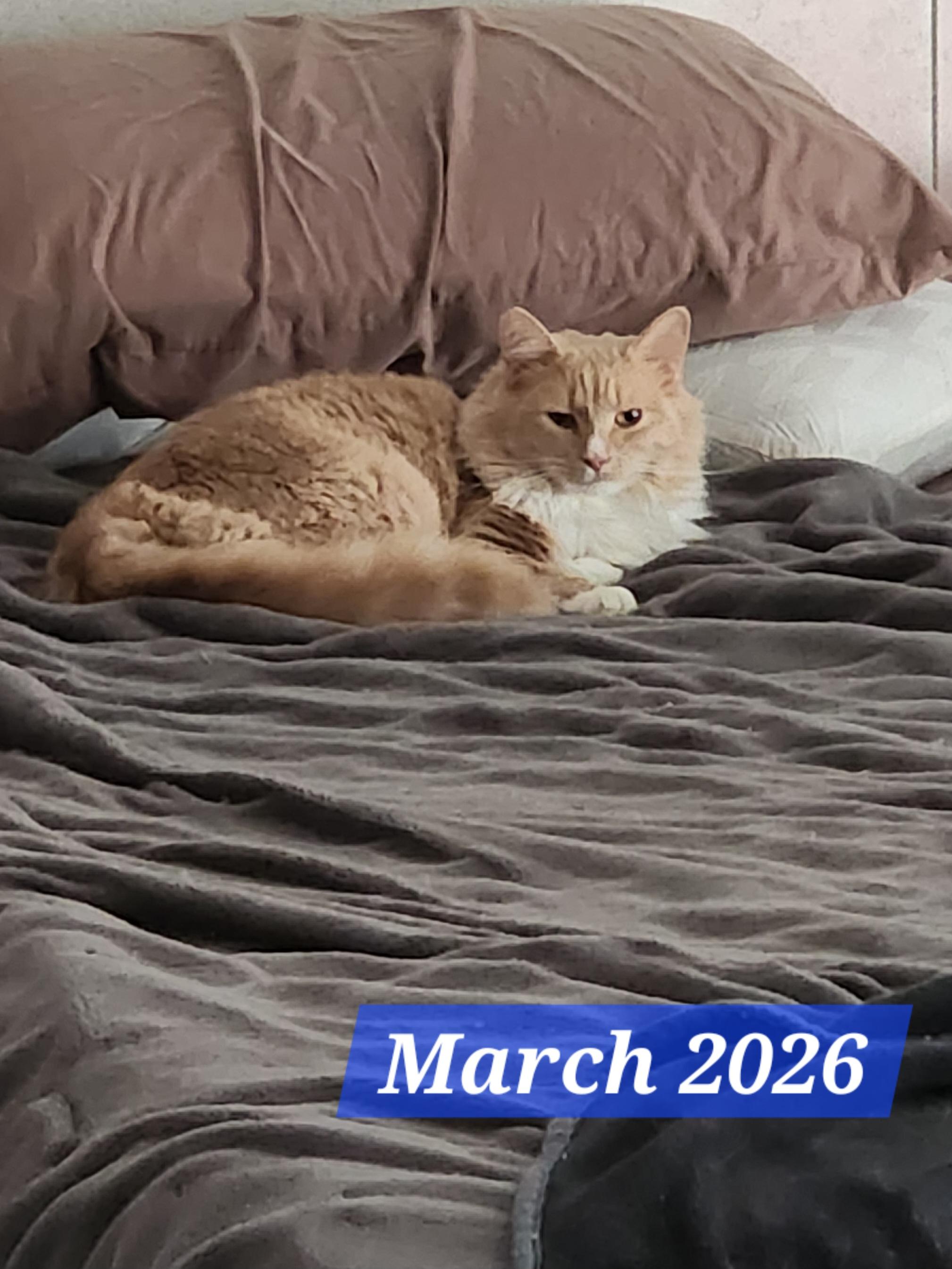 Enlarge Bash, a Adoptable Domestic Medium Hair in Hickory, NC image 3/5