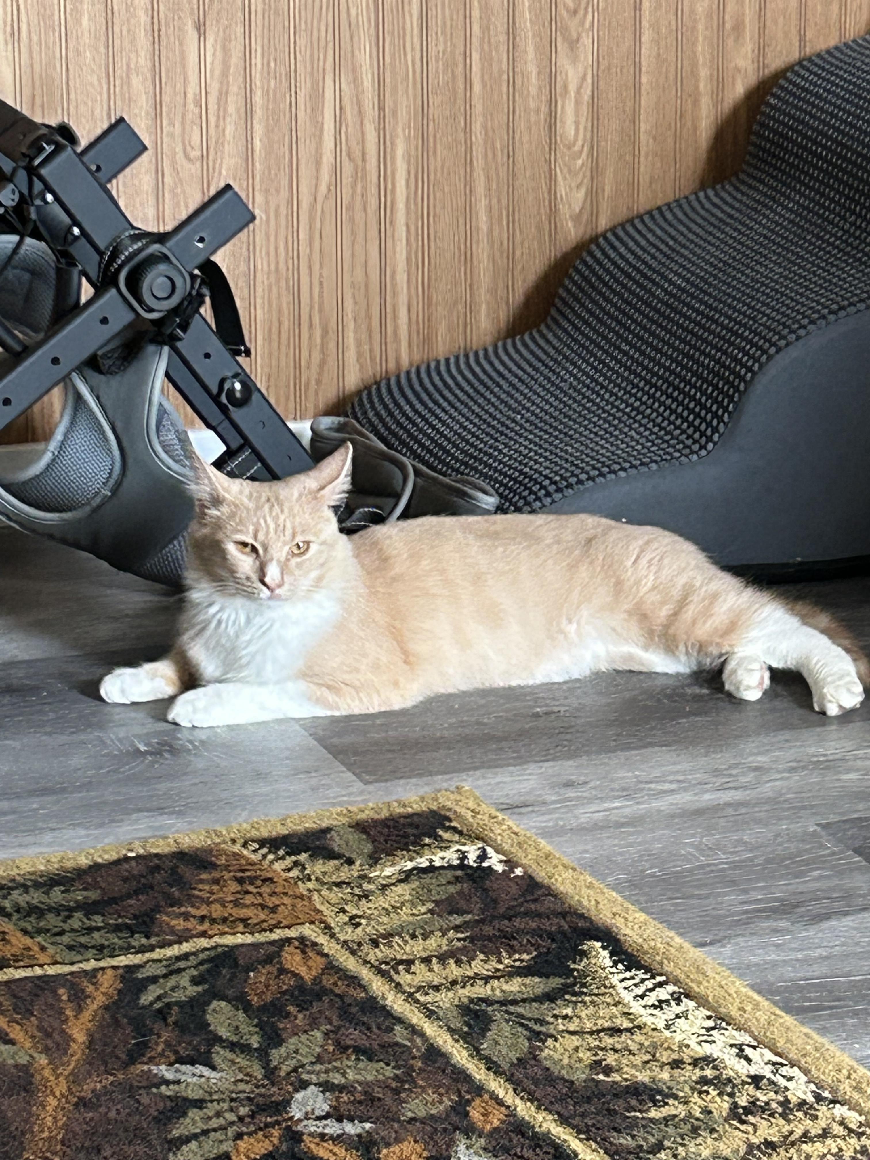 Bashful, a Adoptable Domestic Medium Hair in Hickory, NC image 3/4