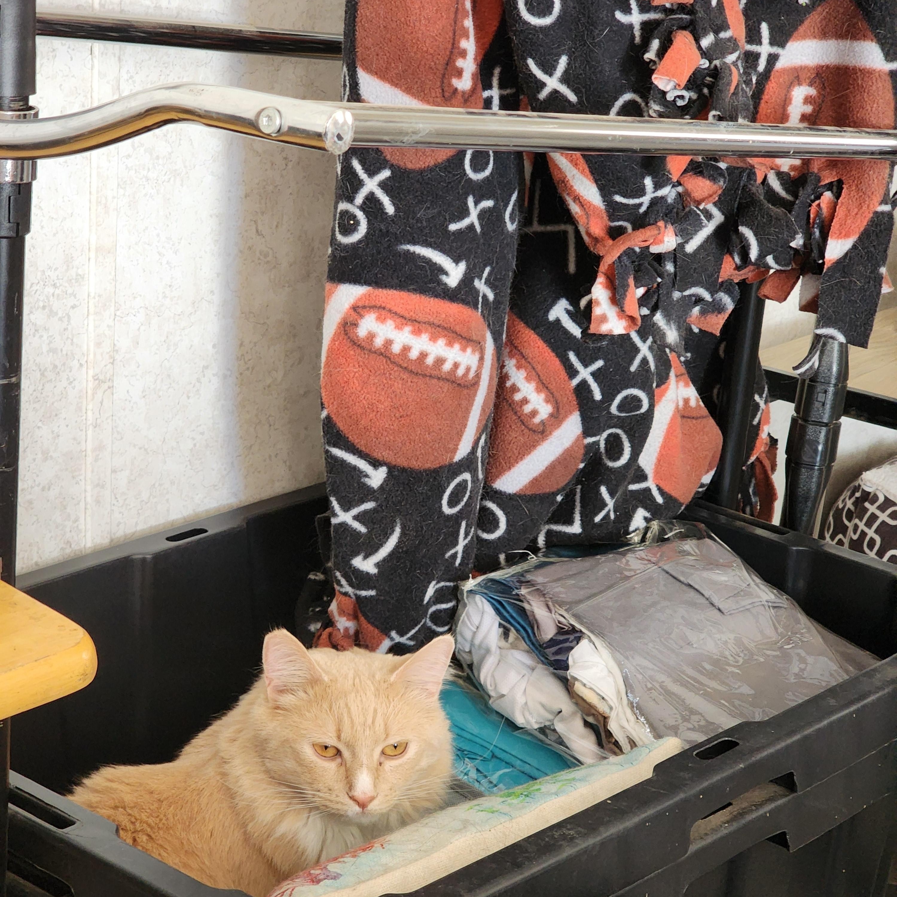 Enlarge Bash, a Adoptable Domestic Medium Hair in Hickory, NC image 5/5