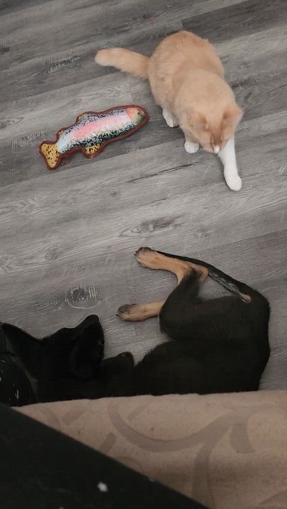 Enlarge Bashful, a Adoptable Domestic Medium Hair in Hickory, NC video 4/4