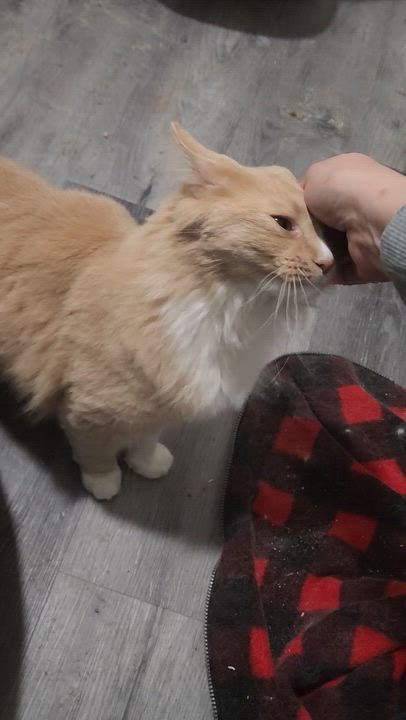 Enlarge Bash, a Adoptable Domestic Medium Hair in Hickory, NC video 2/5