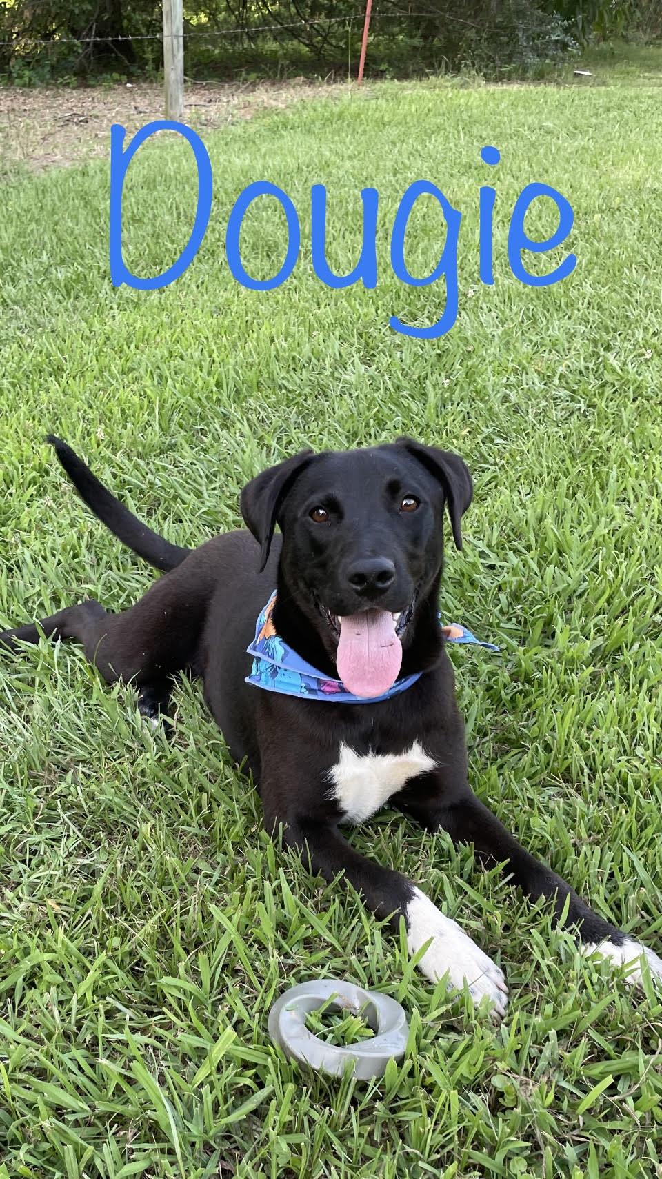 Dougie, a Adoptable mixed breed in Plumerville, AR image 1/4