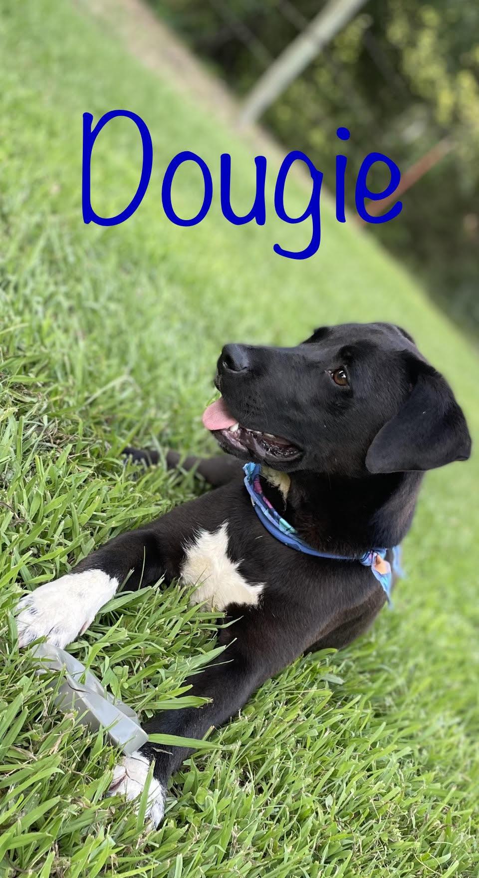 Dougie, a Adoptable mixed breed in Plumerville, AR image 2/4