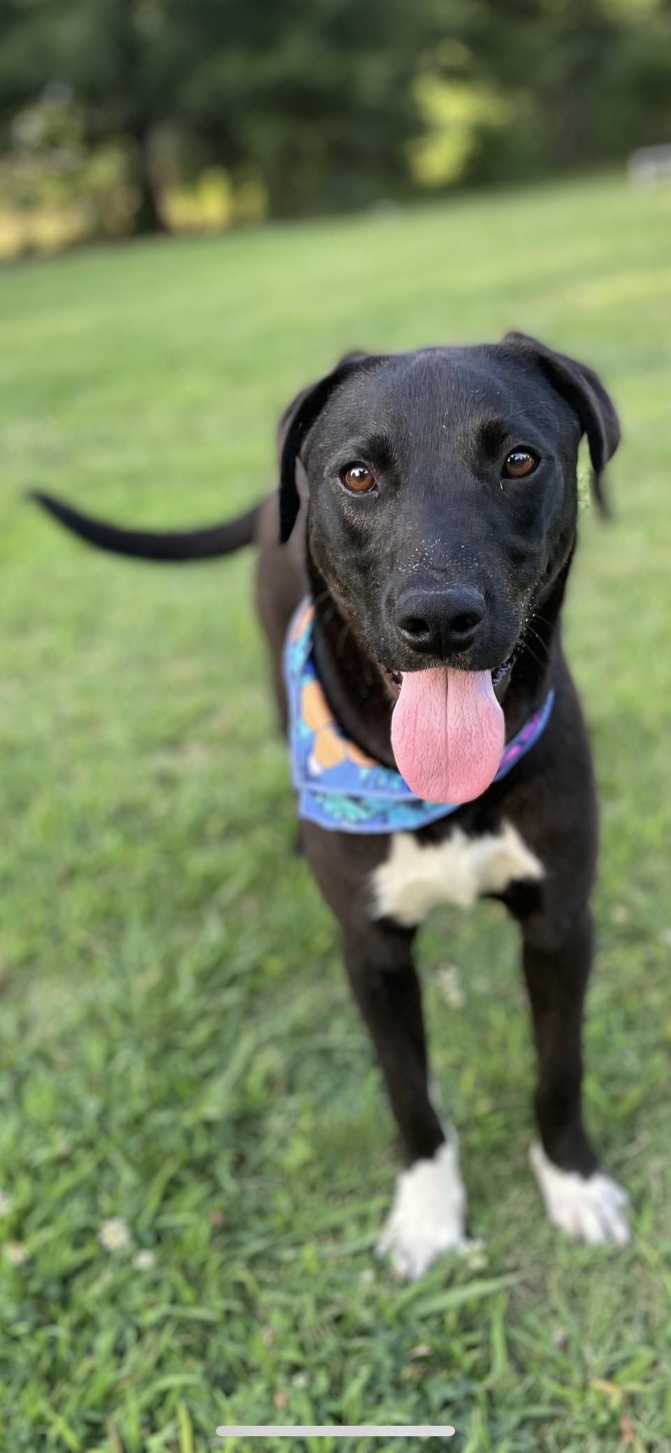 Dougie, a Adoptable mixed breed in Plumerville, AR image 3/4