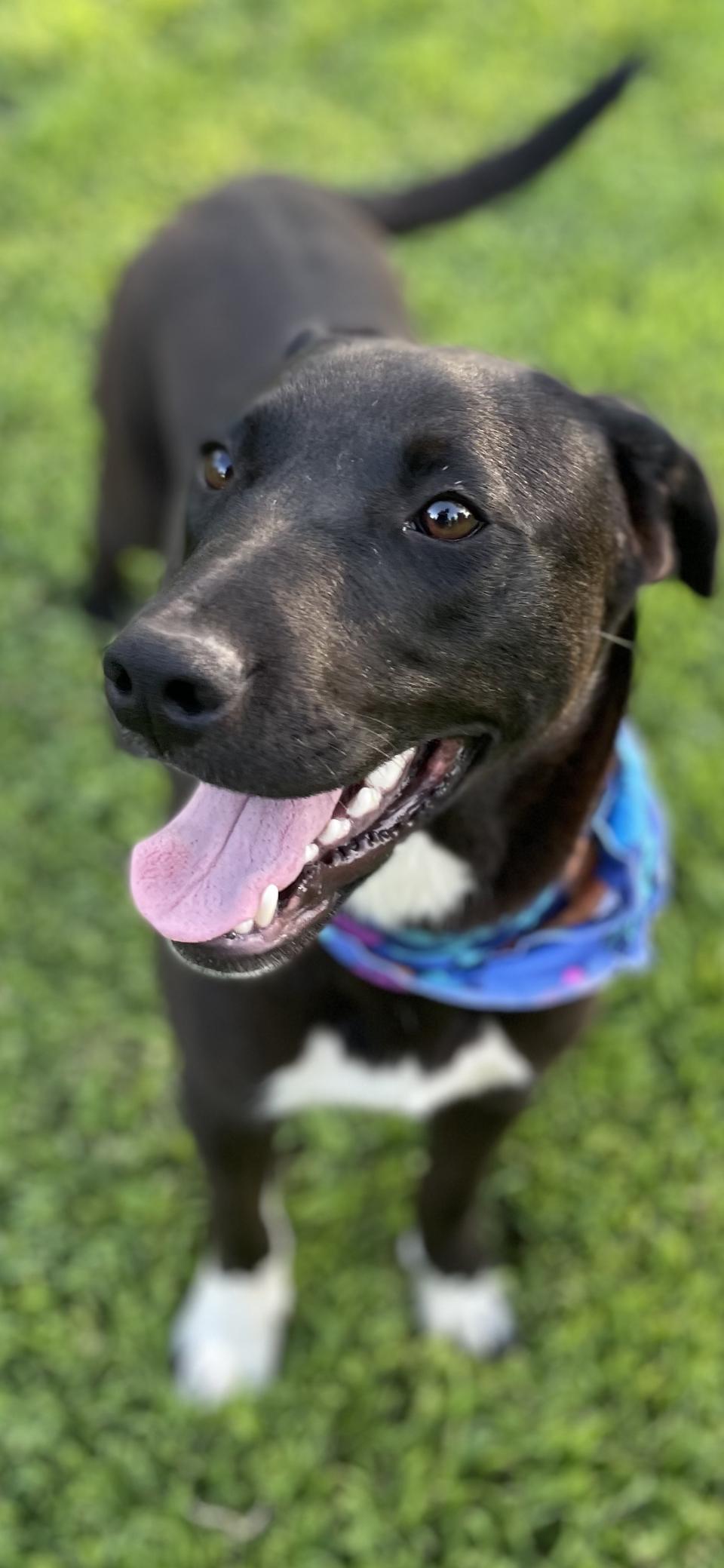 Dougie, a Adoptable mixed breed in Plumerville, AR image 4/4