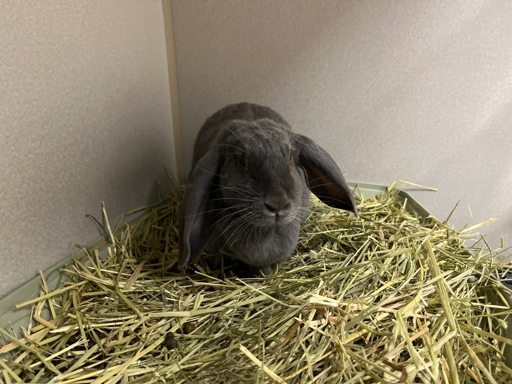 Dusty 2025, Adoptable, Adult Female Mini Lop.