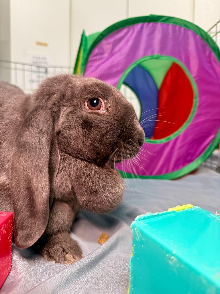 Dusty 2025, Adoptable, Adult Female Mini Lop.