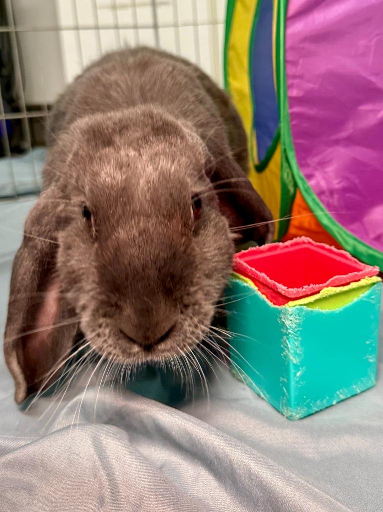Enlarge Dusty 2025, a Adoptable Mini Lop in Pflugerville, TX image 3/6
