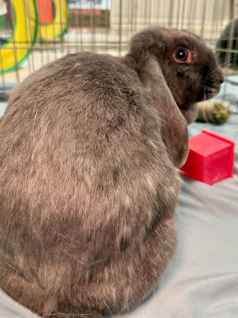 Dusty 2025, a Adoptable Mini Lop in Pflugerville, TX image 3/6