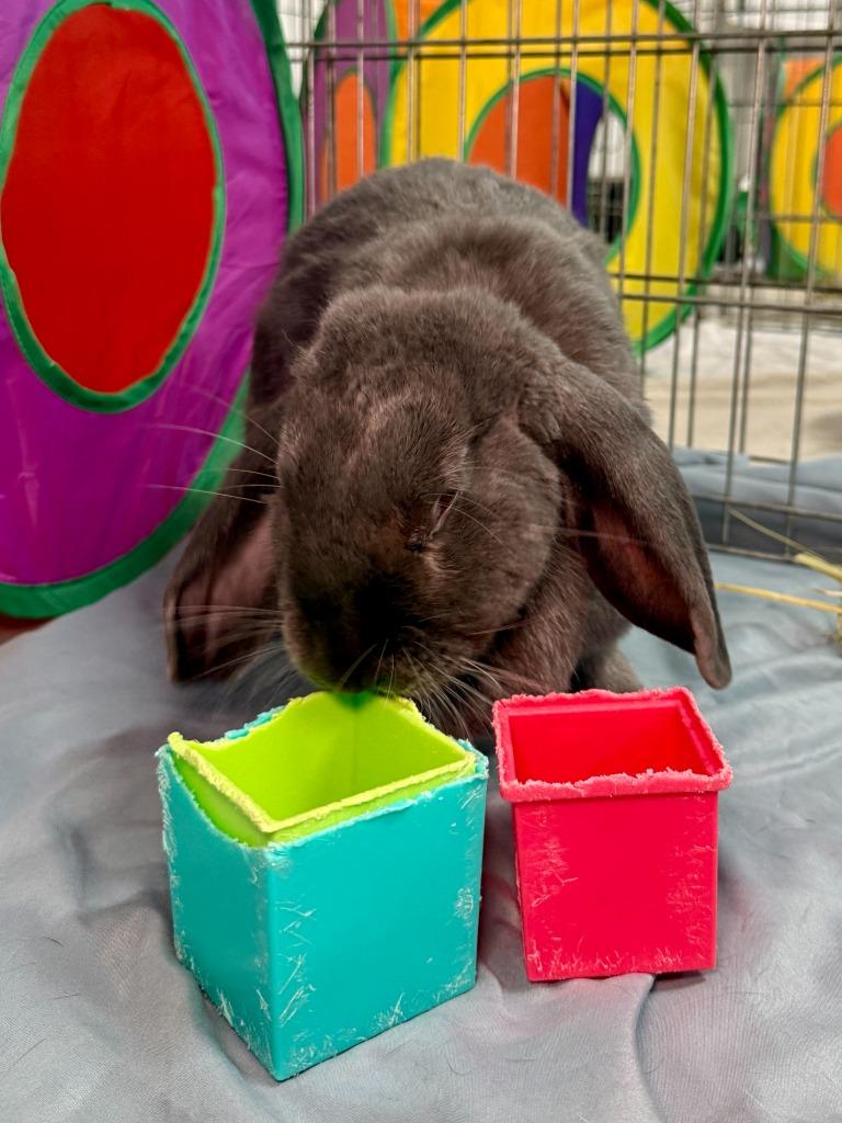 Enlarge Dusty 2025, a Adoptable Mini Lop in Pflugerville, TX image 4/6