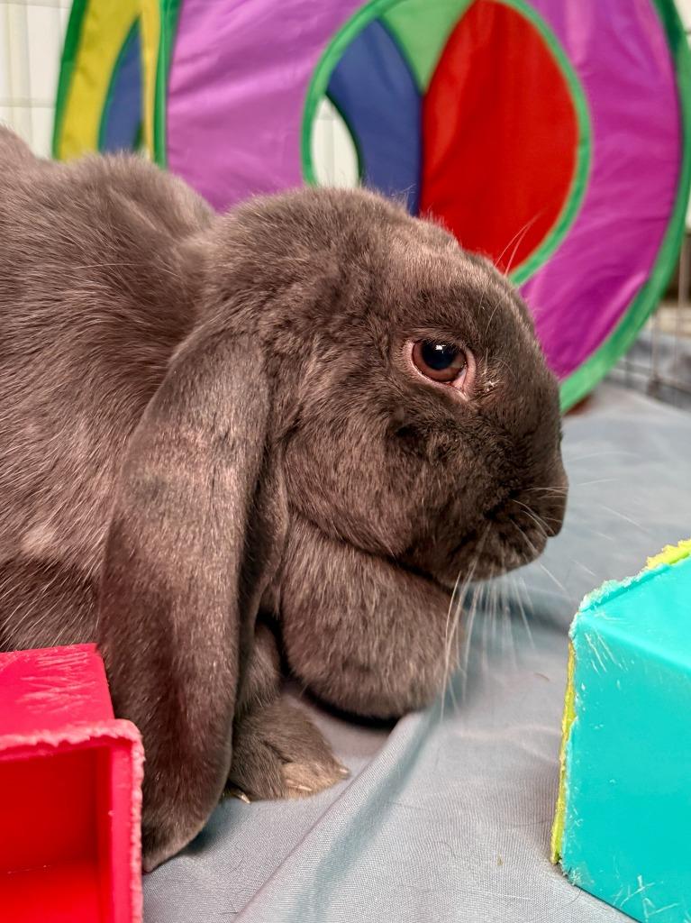 Enlarge Dusty 2025, a Adoptable Mini Lop in Pflugerville, TX image 5/6