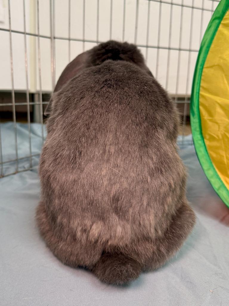 Enlarge Dusty 2025, a Adoptable Mini Lop in Pflugerville, TX image 6/6