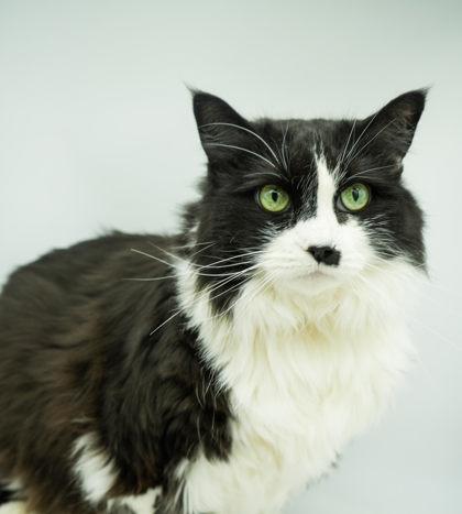 Kennedy-(bonded w/ Monroe), a Adoptable Domestic Short Hair in Bowling Green, KY image 1/2