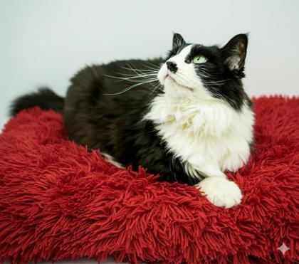 Kennedy-(bonded w/ Monroe), Adoptable, Young Female Domestic Short Hair & Domestic Short Hair.