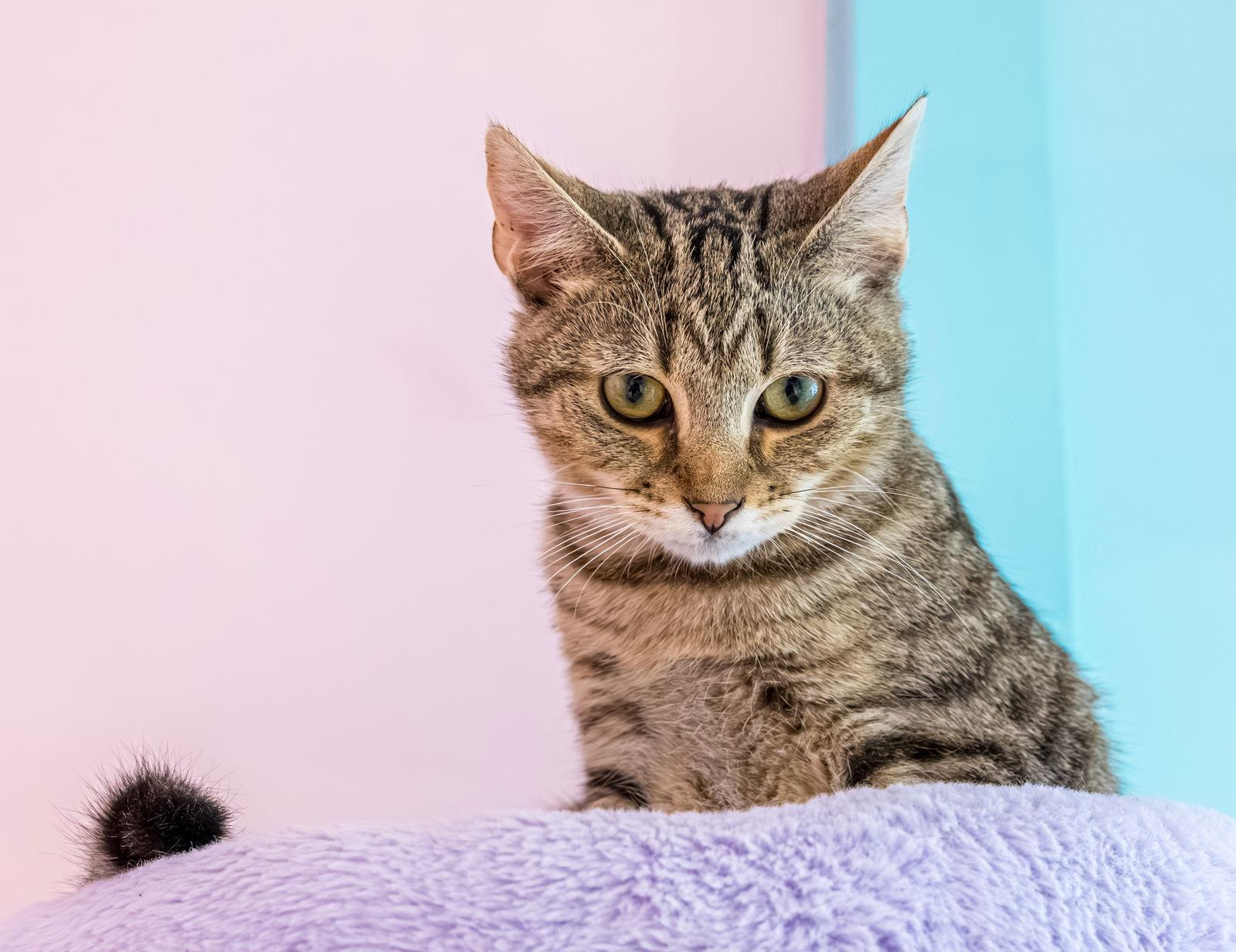 Avery (bonded to Petunia) - KBC, Adopted, Young Male Tabby & Domestic Short Hair.
