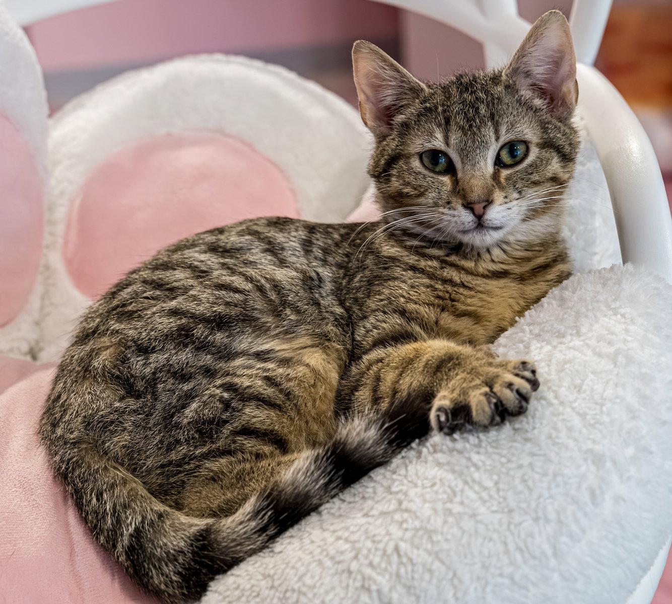 Enlarge Avery (bonded to Petunia) - KBC, a Adopted mixed breed in Dublin, OH image 2/3