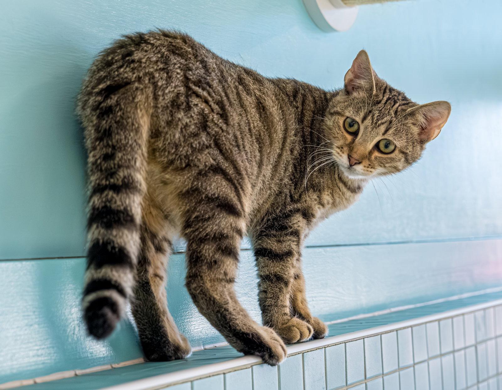 Enlarge Avery (bonded to Petunia) - KBC, a Adopted mixed breed in Dublin, OH image 3/3