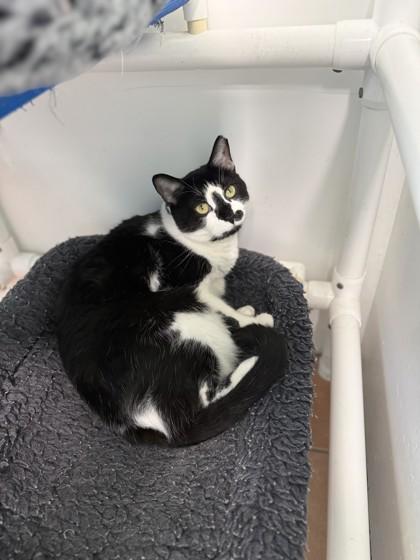 Enlarge Juanita, a Adoptable mixed breed in North Miami Beach, FL image 2/3
