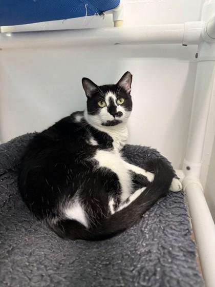 Enlarge Juanita, a Adoptable mixed breed in North Miami Beach, FL image 3/3