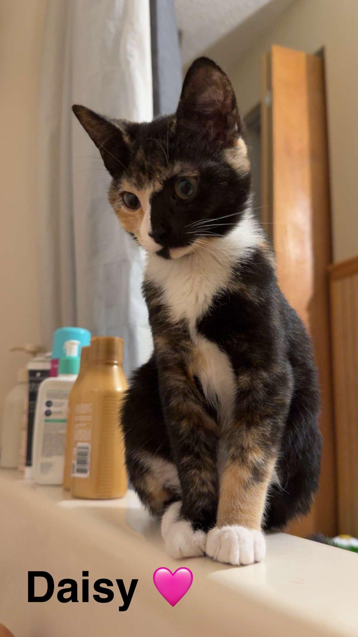 Daisy, ADOPTABLE, Kitten Female Tortoiseshell.