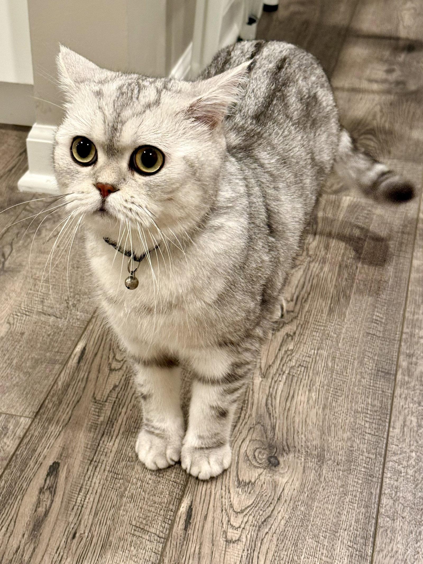 CAT - Archie, Adopted, Young Male British Shorthair.