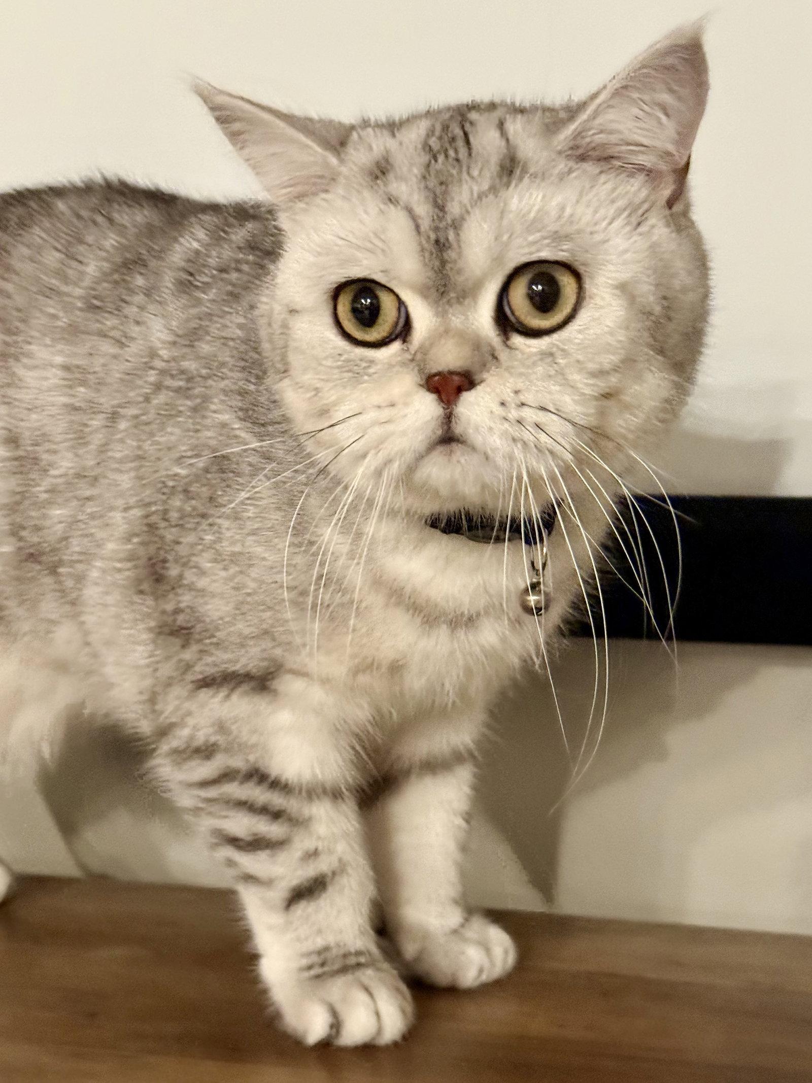 Enlarge CAT - Archie, a Adopted British Shorthair in GILBERTS, IL image 2/3