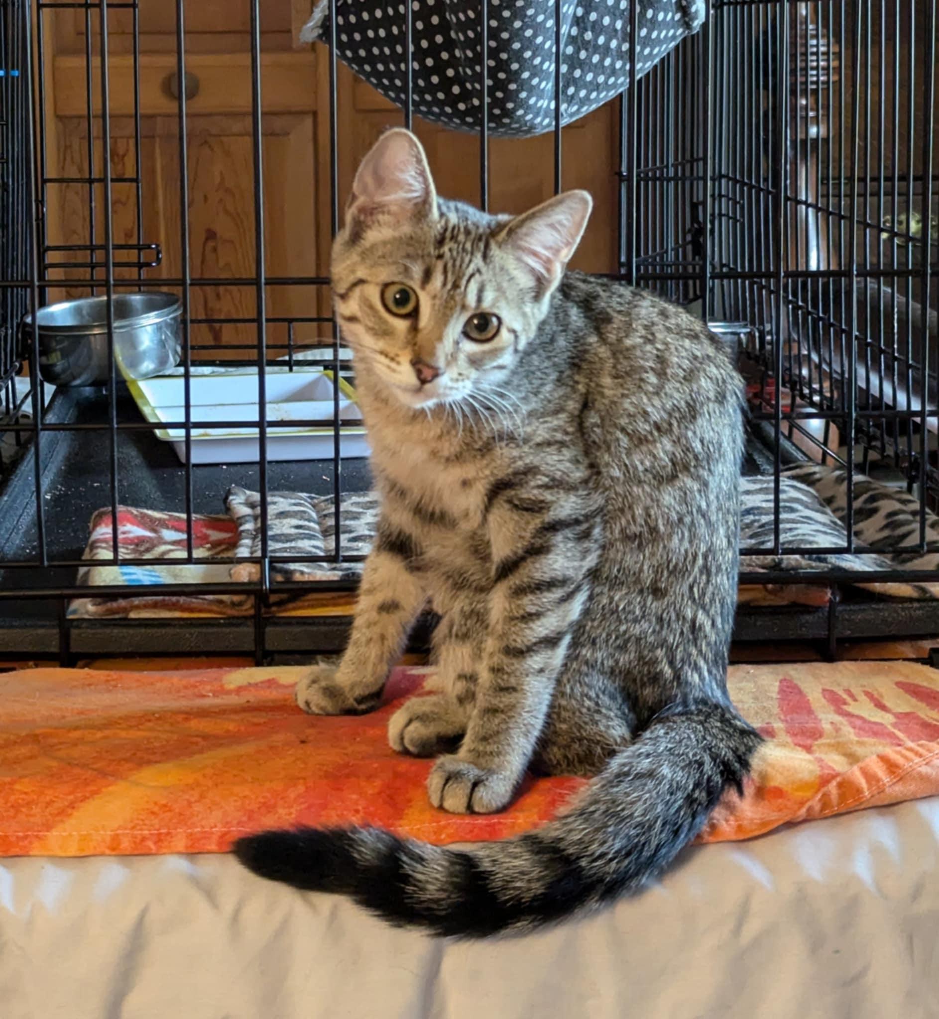 Brioche & Challah- BONDED PAIR, Baby Male Domestic Short Hair