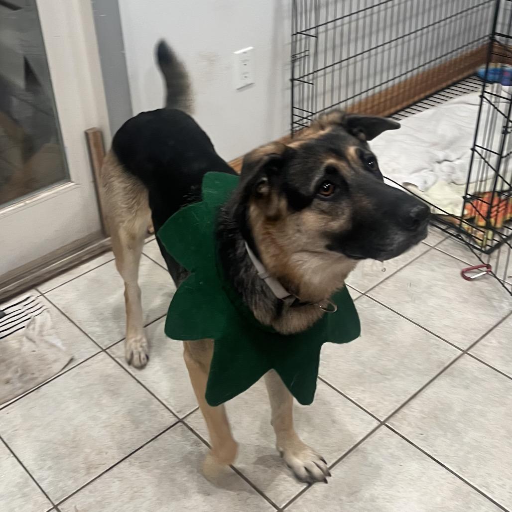 Enlarge Merry, a Adoptable mixed breed in Memphis, TN image 1/6