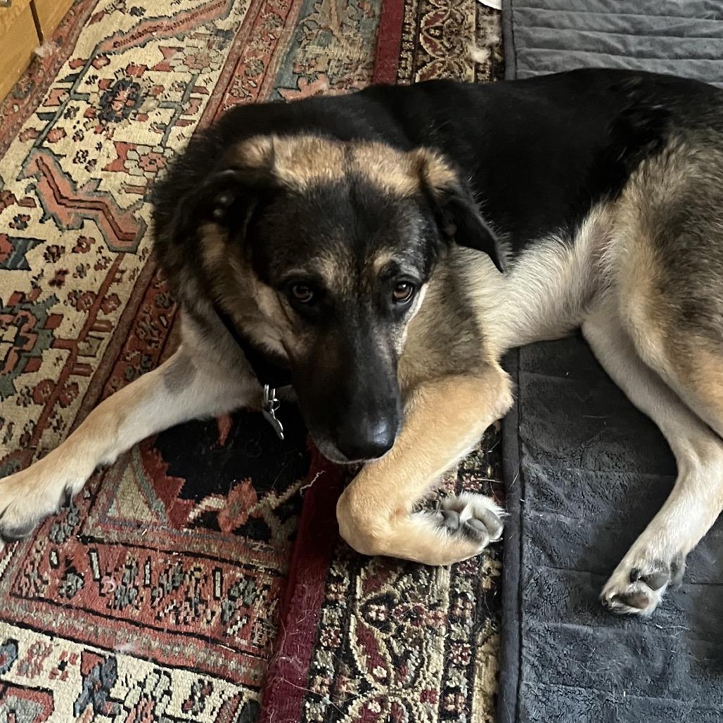 Merry, Adoptable, Young Female German Shepherd Dog & Great Pyrenees.