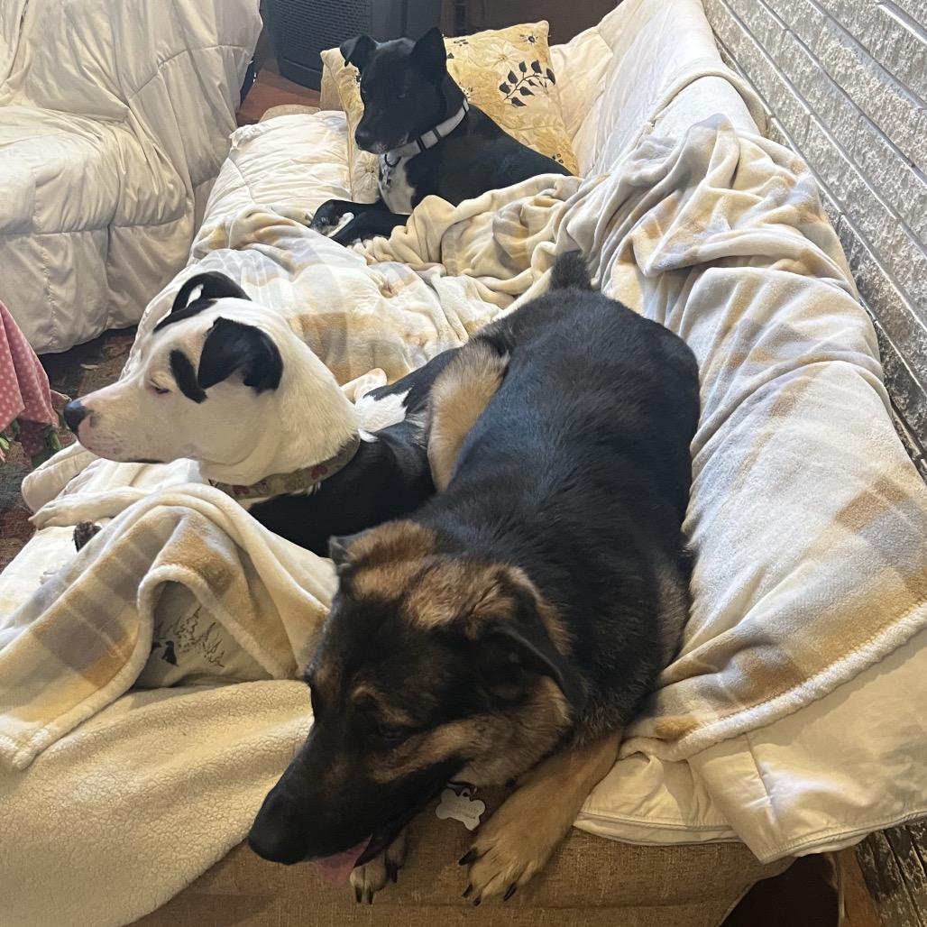 Enlarge Merry, a Adoptable mixed breed in Memphis, TN image 2/5